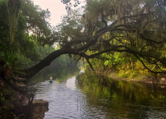 A picture of the Suwannee River from the Suwannee River Water Managment District’s Swift Creek tract in Hamilton County. The picture is the district’s photo of the month for August in its 2026 calendar. (COURTESY MIKE HANKEY)