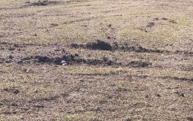 Tire tracks mark the spots where a group of rowdy teens did doughnuts at the county fairgrounds over the weekend. (COURTESY)
