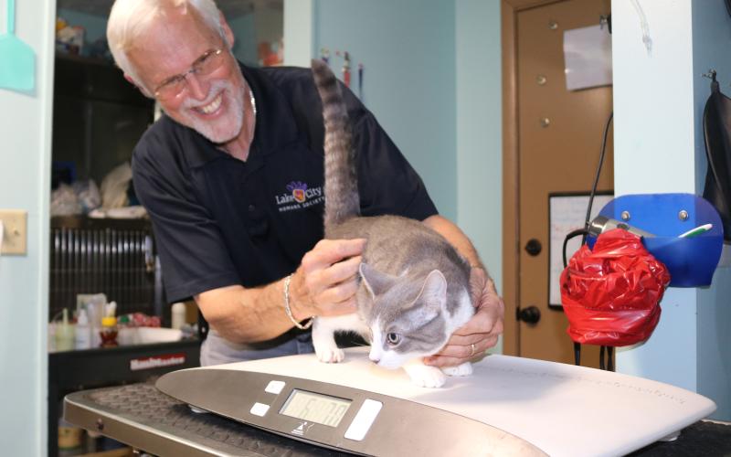 Thomas Barritt, Lake City Humane Society facility manager, weighs a cat that is scheduled to have surgery today. LCHS is in the midst of a push to curb the local feral cat and wild dog population through an aggressive spay/neuter program. (TONY BRITT/Lake City Reporter)