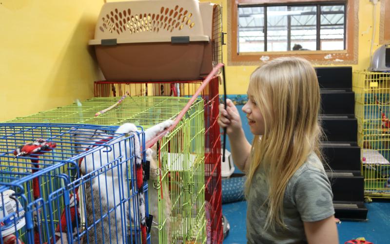 Amelia Williams, 9, plays with a kitten at LCMS Tuesday afternoon. She was hoping to find a kitten she could adopt. (TONY BRITT/Lake City Reporter)