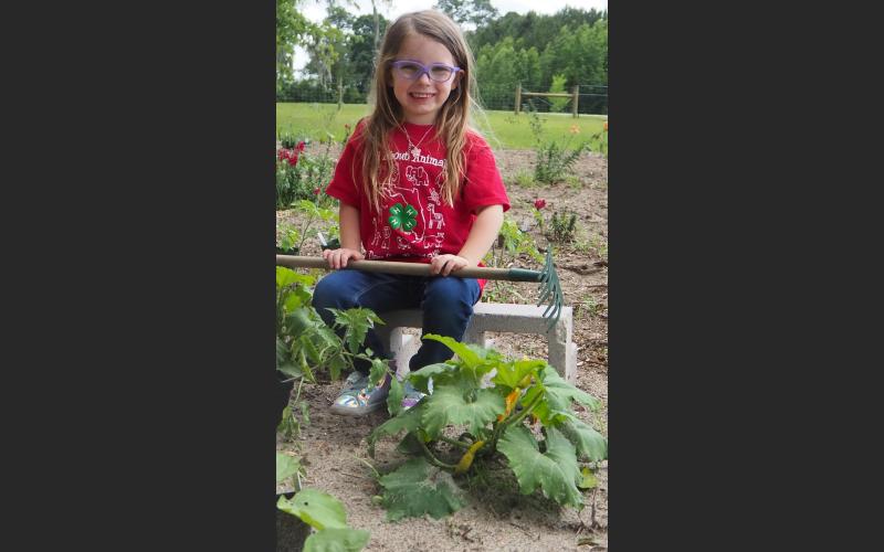 Josie Harlow, 4, rules over a special patch of her mother’s garden set aside just for her. Josie has been growing squashes and tomatoes, said her mother, IFAS horticulture agent Erin Harlow. (COURTESY)