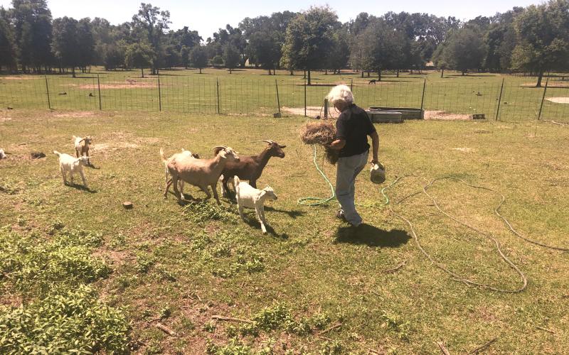 Aitken feeds a group of goats. She and her husband raise cattle, but say goats are lower maintenance and make a good source of protein. (CARL MCKINNEY/Lake City Reporter)