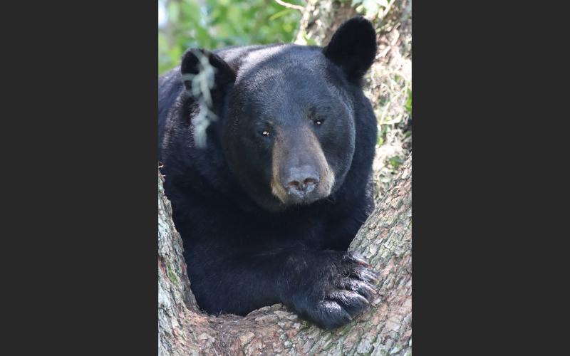 Florida Fish and Wildlife Conservation Commission bear biologists Teri Graves (left) and Allan Hallman, set up a bear trap using doughnuts as bait hoping to capture a 300-pound bear that was recently perched in a tree near Interstate 75. (KAREN PARKER/FWC)