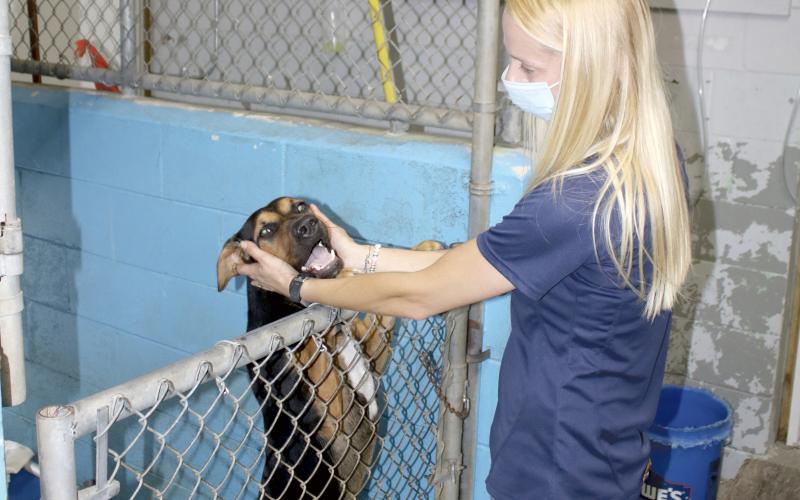 Ashley Gerondale, Lake City Columbia County Humane Society animal adoptions manager, plays with a smiling “Boomer” on Friday afternoon after a walk. The humane society will start construction on the James Montgomery Animal Wellness Center in the next few weeks. (TONY BRITT/Lake City Reporter)