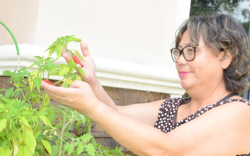 Yaping Morgan, a local entrepreneur, shows off chili peppers she has grown with her Smart Farm automated watering system that she said makes growing food nearly effortless. (CARL MCKINNEY/Lake City Reporter)