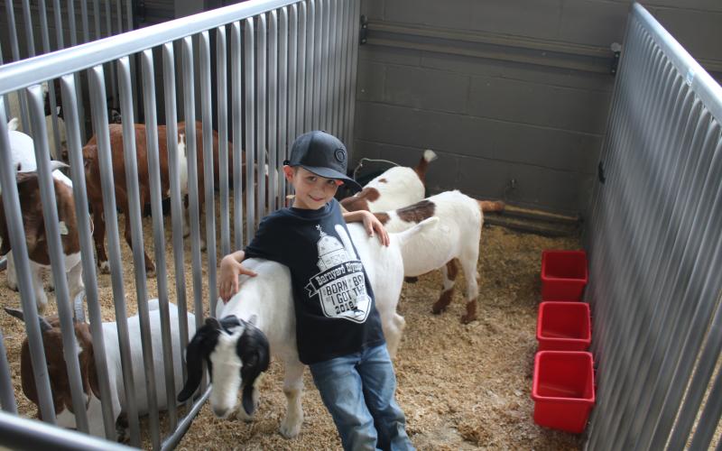 Gunner Shaw, 6, reclines on his sister’s wether, ‘Rodeo,’ while in the Florida Gateway Fairgrounds Livestock Barn Thursday. (TONY BRITT/Lake City Reporter)