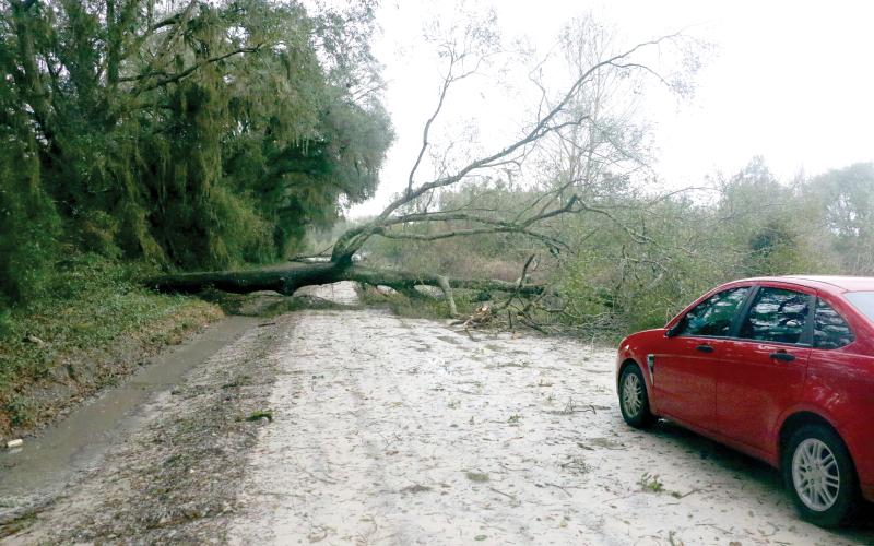 One of the two trees that fell across SW Lumbardy Way on Monday afternoon as a severe thunderstorm, which included tornadoes, blew through the area. The trees stopped traffic on the road in western Columbia County until road crews could clear the debris. (MORGAN MCMULLEN/Lake City Reporter)