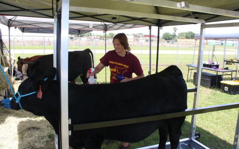 Chesney Doney, 15, preps her steer, Poncho, for a grooming session Friday afternoon. Doney is competing in the Jamie Richards Memorial Prospect Show. (TONY BRITT/Lake City Reporter)
