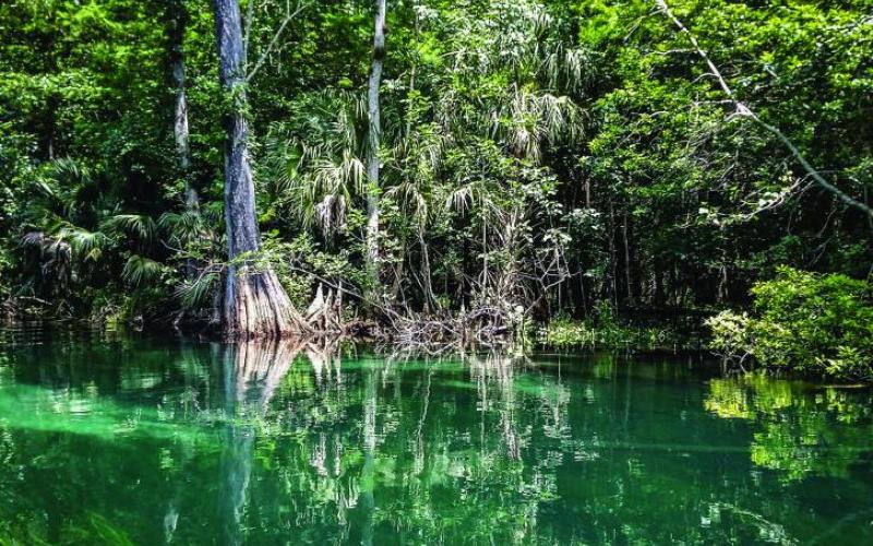 The new Ichetucknee Alliance website includes several interactive features, including a virtual 'story map' tour of the Ichetucknee Springshed and Ichetucknee Trace. (COURTESY)