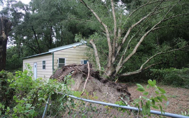 A water oak tree that was uprooted when Tropical Storm Elsa passed through Columbia County rests on Ray Shealy’s craft shed. (TONY BRITT/Lake City Reporter)