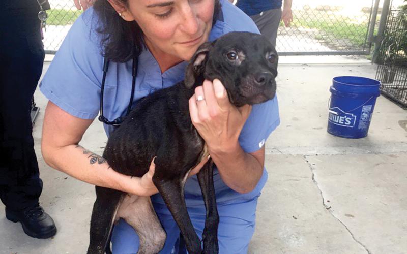 Dr. Mandy Trotter, the veterinarian at the Lake City Humane Society, looks over one of the rescued dogs Thursday. (COURTESY)
