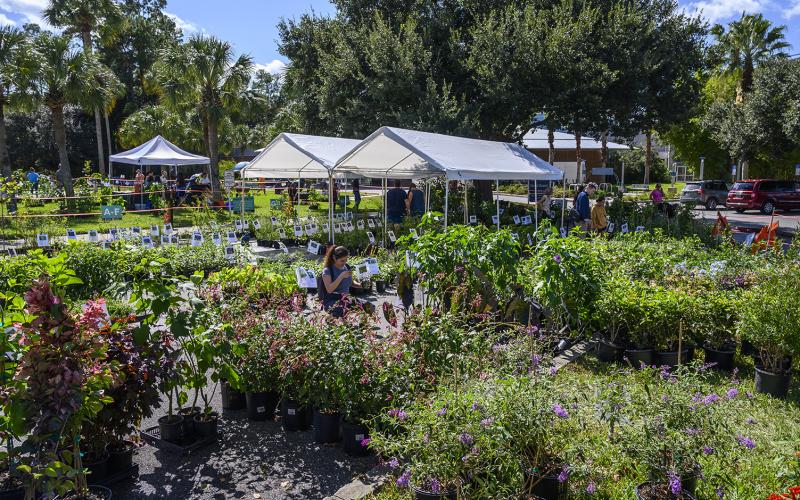A young woman shops for plants at a prior plant sale at the Florida Museum of Natural History. The event will return for in-person sales this weekend after last year’s sale was modified for pickups only. (COURTESY)