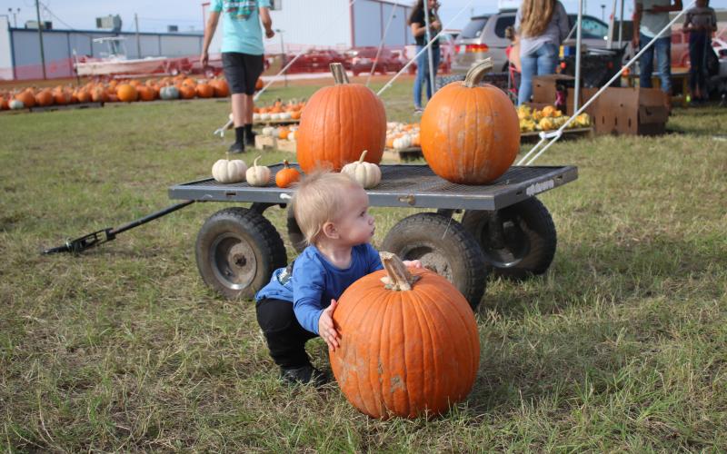 Brantley Knight, 11 months, attempts to lift a pumpkin Monday afternoon while his family searched for pumpkins to purchase at the Columbia High School FFA Pumpkin Patch. (TONY BRITT/Lake City Reporter)