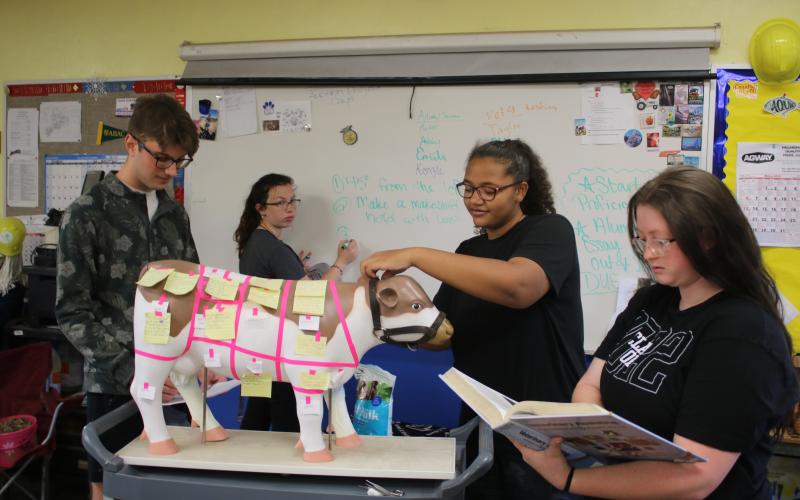 Rhys Evans (clockwise from left), Kenzie Dungan, Cayden Hall and Lena Deese, members of the Columbia High School FFA veterinary skills team, work on labeling the body parts of a cow as they prepare for today’s state competition. (TONY BRITT/Lake City Reporter)