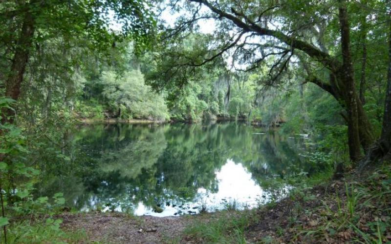 The state is acquiring 160 acres within the River Rise Preserve State Park in Columbia County to shield it from potential development. (COURTESY)