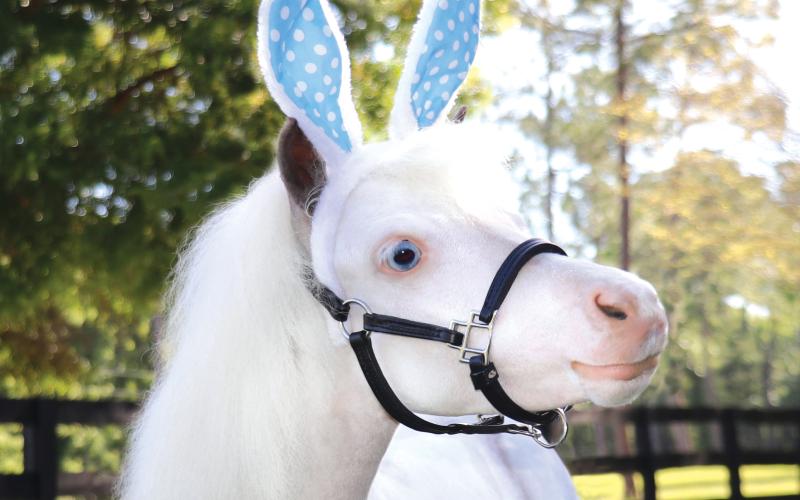 Therapy horse Sweetheart dons the Cadbury bunny ears as she is a finalist in the National Cadbury bunny tryouts. (COURTESY)