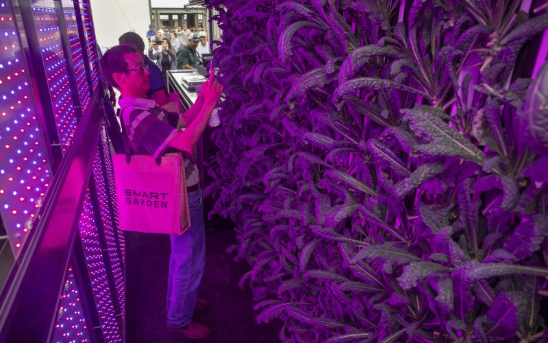 Artificial lights are used to provide plants with the nutrients and light levels required for growth during the indoor agriculture research project. (COURTESY/UF/IFAS)