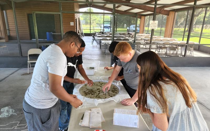 Richardson Catfish Club members look at plants, small fish and aquatic invertebrates in a ‘pour-a-pond’ at Alligator Lark Park. (COURTESY)