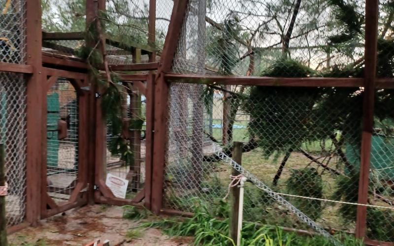 The enclosure for Spike, a tiger, at Mystic Jungle was heavily damaged in a tornado on Friday afternoon. (COURTESY)