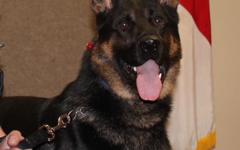 Columbia County Sheriff’s Office K9 Deputy Drago, shown here, was rushed to a veterinary clinic Tuesday afternoon after a heat-related injury. He died later that night. (COURTESY)