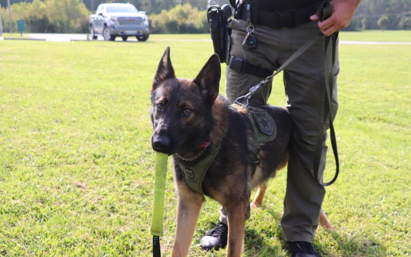 K9 Deputy Chaos holds a piece of equipment in his jaws while suited in CCSO attire. (COURTESY CCSO)