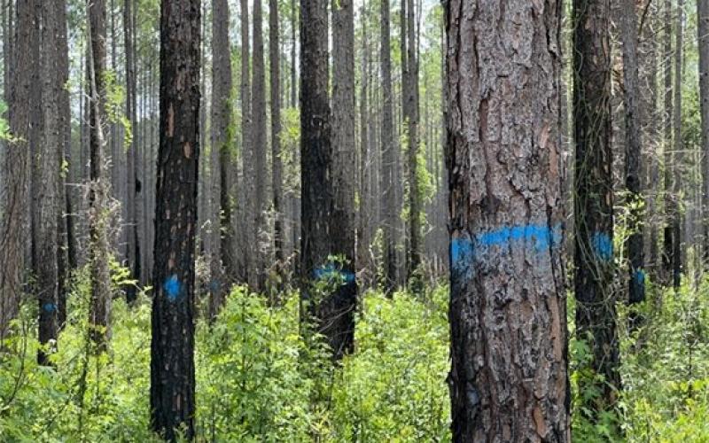 The Suwannee River Water Management District is currently conducting a timber harvest on the Steinhatchee Springs Tract in Lafayette County. (COURTESY)