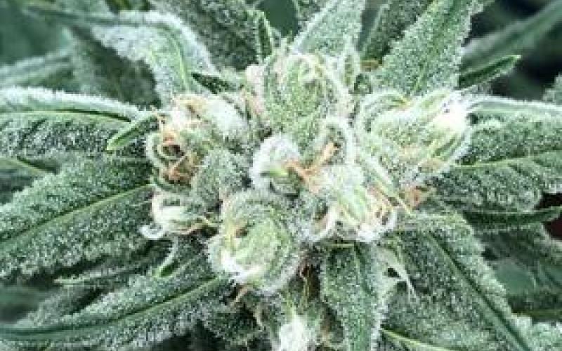 Florida imposed a new rule concerning the amount of marijuana consumers can purchase over a 35-day span. (COURTESY/News Service of Florida)