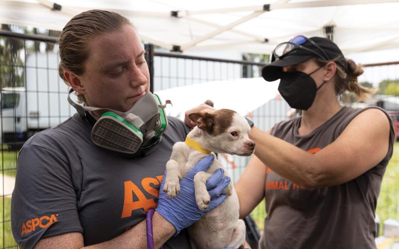 Members of the American Society for the Prevention of Cruelty to Animals provide aid to a dog removed from a Union County residence Wednesday. (COURTESY)