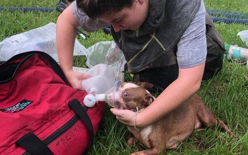 Columbia County Fire Rescue employee Olivia Ward renders aid to a rescued puppy Tuesday. (COURTESY CCFR)