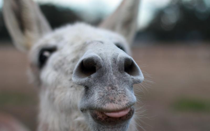 A guardian donkey at the University of Florida that protects the university’s sheep herd. (COURTESY UF/IFAS)