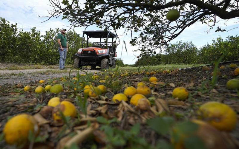 Fifth generation farmer Roy Petteway looks at the damage to his citrus grove from the effects of Hurricane Ian on Oct. 12 in Zolfo Springs. Agriculture losses in Florida from Hurricane Ian’s high winds and drenching rains could reach $1.56 billion, with citrus, cattle, vegetable and melon operations among the hardest hit, the University of Florida reported in a preliminary estimate. (CHRIS O’MEARA/AP File)
