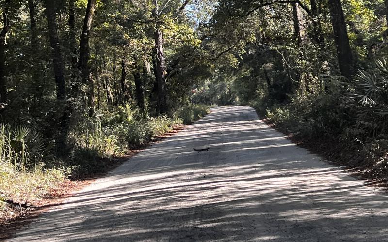 A squirrel runs across SE Arabian Road, a dirt road just south of U.S. Highway 27 near the Suwannee River bridge to Branford. The raod’s condition has residents concerned but the County Commission said there’s no easy fix during its Monday meeting. (JAMIE WACHTER/Lake City Reporter)