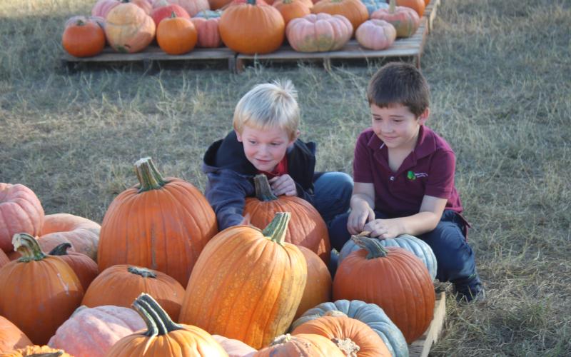 Wade Reeves, 6, (from left) and Rhyder Brown, 5, play and touch pumpkins at the FFA pumpkin patch on Tuesday afternoon. (TONY BRITT/Lake City Reporter)