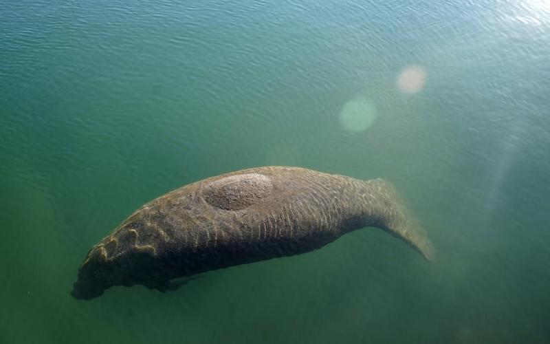 A manatee floats in the warm water of a Florida Power &amp; Light discharge canal in Fort Lauderdale. (LYNNE SLADKY/Associated Press)
