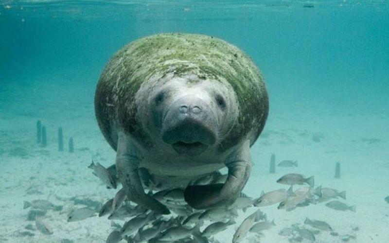 State wildlife officials are taking additional steps to try to prevent manatee deaths. (U.S. FISH AND WILDLIFE SERVICE)