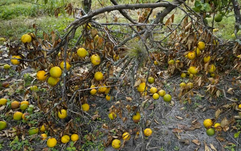 Orange trees branches and the fruit rots on the ground on Oct. 12, 2022, at Roy Petteway’s Citrus and Cattle Farm in Zolfo Springs after they were knocked down from the effects of Hurricane Ian. (CHRIS O’MEARA/AP File)