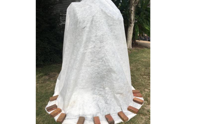 A demonstration of a properly covered plant. (MOLLY JAMESON/UF/IFAS)