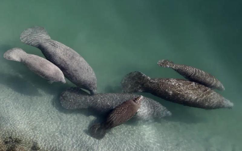 A group of manatees are pictured in a canal where discharge from a nearby Florida Power &amp; Light plant warms the water in Fort Lauderdale on Dec. 28, 2010. (ASSOCIATED PRESS FILE)