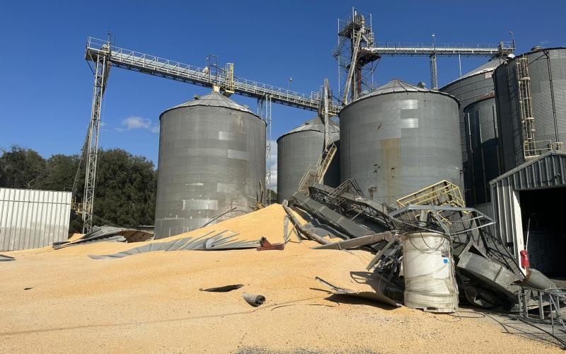 Spilled grain litters the ground at the Pilgrim’s Feed Mill in Live Oak. The bin ruptured about 3:20 p.m. Thursday before collapsing. (COURTESY)