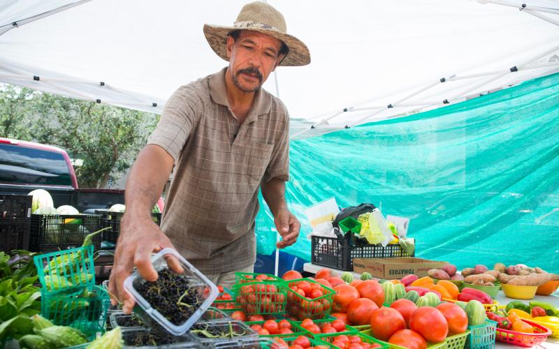 A farmer unloads produce at a farmers market. UF/IFAS offers an entrepreneurship program that helps people interested in becoming farmers. (TYLER JONES/UF/IFAS)