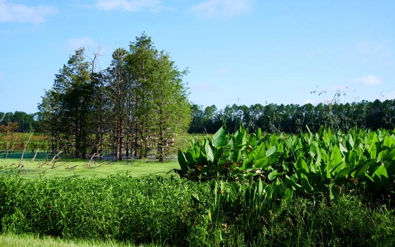 The Lake City Council approved seeking grant funding for the wetland project back in February. (COURTESY)