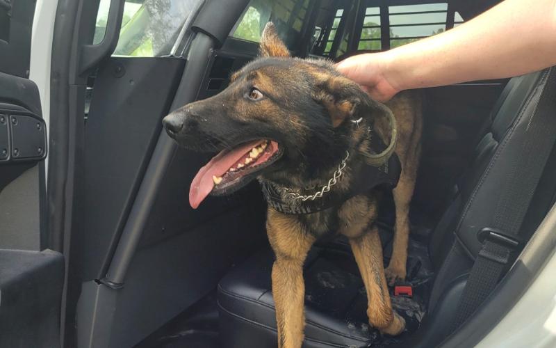 Chaos, a Columbia County Sheriff’s Office K9 deputy, was found Tuesday after he went missing during a search for a fleeing suspect Monday. (COURTESY COLUMBIA COUNTY SHERIFF'S OFFICE)