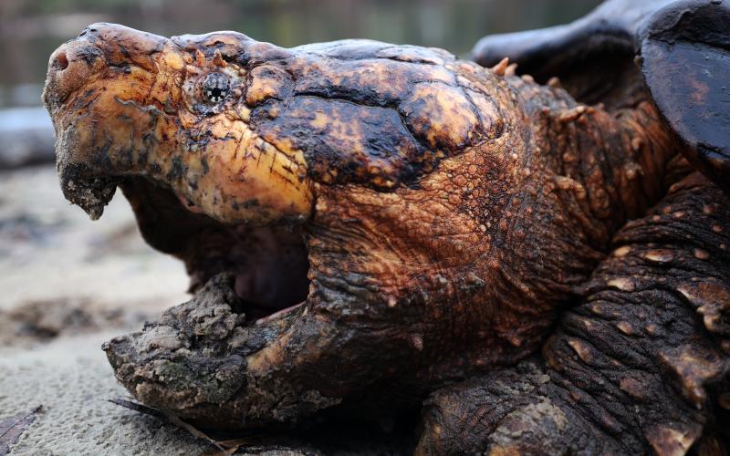 A large male Suwannee alligator snapping turtle awaits being weighed, measured and tagged before being returned to the tannin-black waters of the Suwannee River. (RENEE BODINE/U.S. Fish &amp; Wildlife Service)