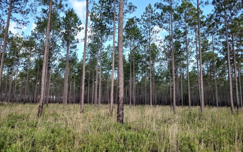 South Prong, a 2,400-acre timber and hunting property in Baker County, will be preserved for agricultural purposes after the Florida Department of Agriculture and Consumer Services bought a $4.999 million conservation easement on the property.  (COURTESY)