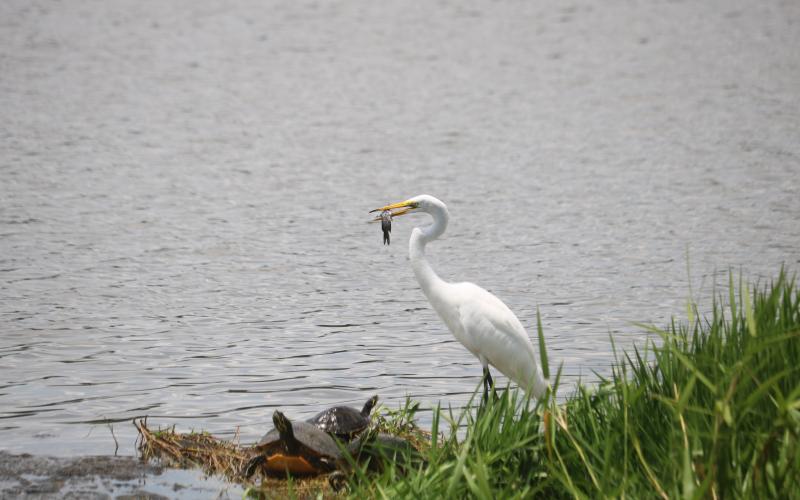 An egret enjoys a fish as a snake at Lake DeSoto earlier this week. Hundreds of fish were reported dead in the lake last weekend, which is being blamed on weather conditions. (TONY BRITT/Lake City Reporter)