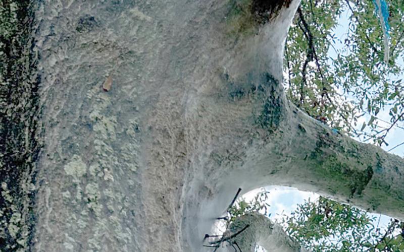 A web on your oak trees that are from psocids are not a danger to the tree. (COURTESY)