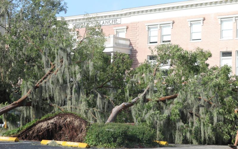 A pair of trees were knocked over in the Lake City Hall parking lot by Hurricane Helene on Friday in front of the Blanche Hotel in downtown Lake City. City crews had the trees cleaned up and removed by Friday afternoon. (JACK WACHTER/Lake City Reporter)