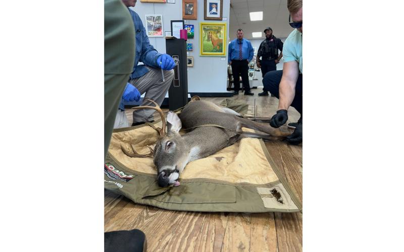 A six-point buck was tranquilized Wednesday by a Florida Fish and Wildlife Conservation Commission officer after it crashed into the Gateway Art Gallery in downtown Lake City. (COURTESY)