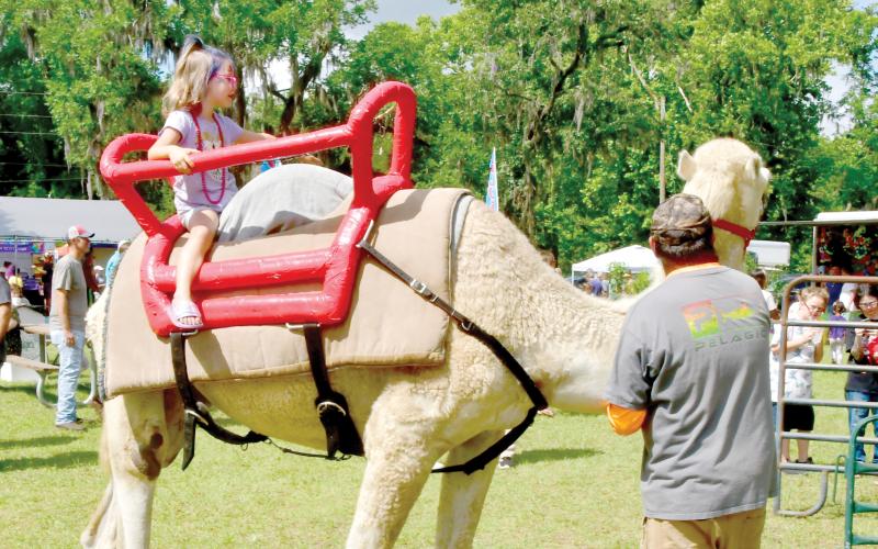 Boris the camel gives a child a ride at the 2023 Wellborn Blueberry Festival. Boris is among the attractions expected for Saturday’s Fall Festival in Wellborn. (FILE)