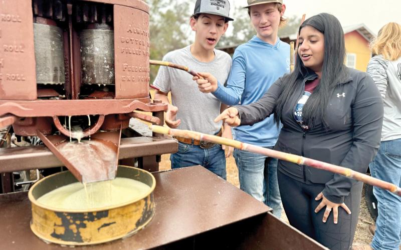 Fort White FFA students grind sugar cane Wednesday as they made cane syrup at the school. (COURTESY)
